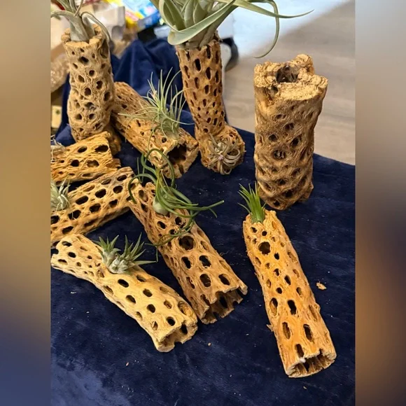 Natural Air Plant Holders-Cholla - Picture 4 of 4